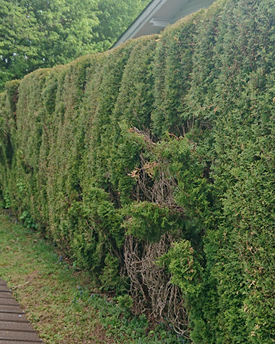 Heckenentfernung before